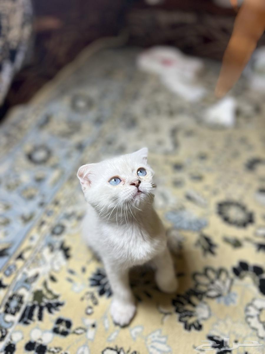 Scottish Fold Cat64556874924163110