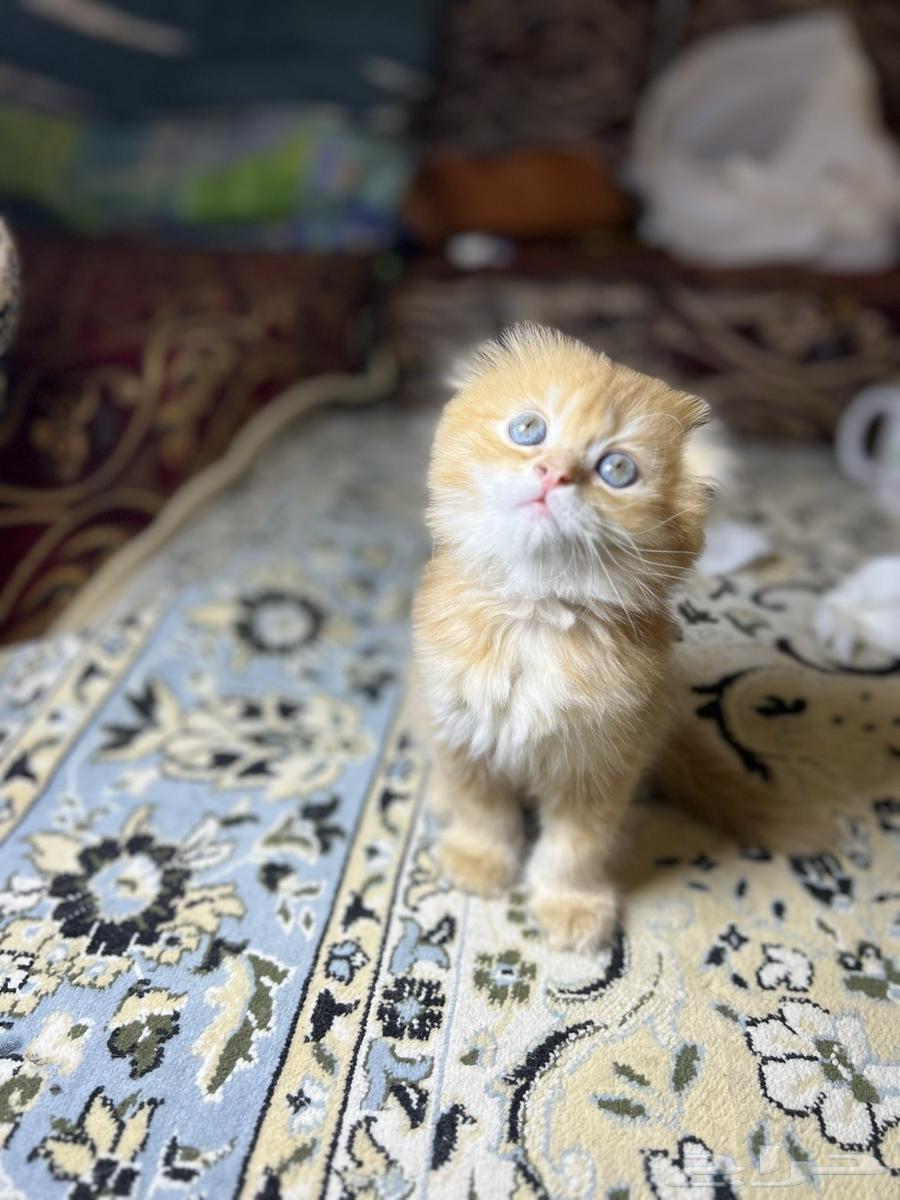 Scottish Fold Cat64556874924163113