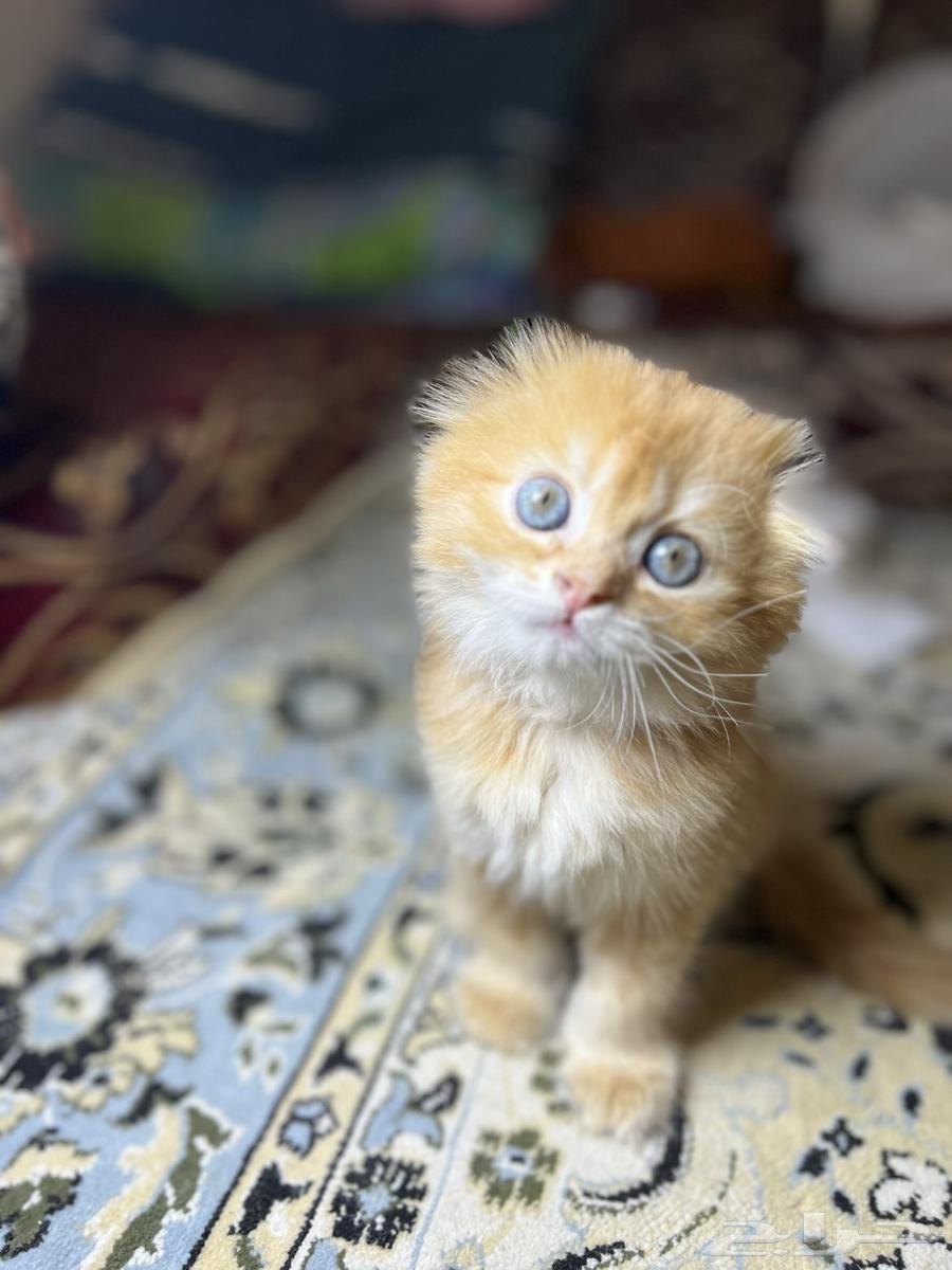 Scottish Fold Cat64556874924163111