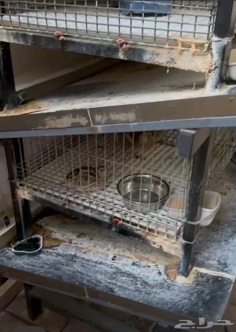 بيت حيوانات أليفة قفص أرانب64559604019842111