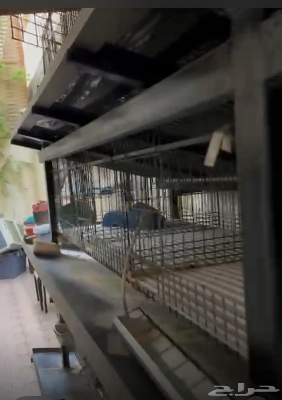 بيت حيوانات أليفة قفص أرانب64559604019842112