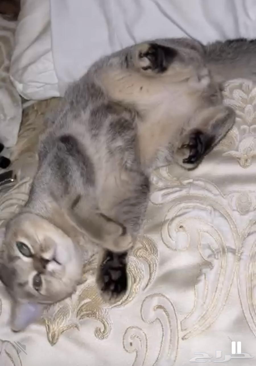 ذكر سكوتش للبيع الرياض بسعر 30064561194033537110