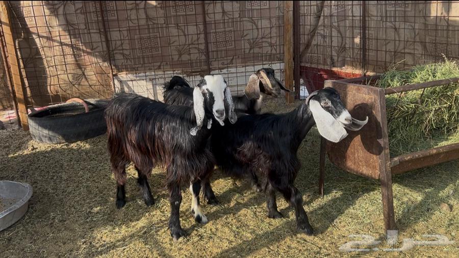 للبيع جفار عارضيه64555927965953110