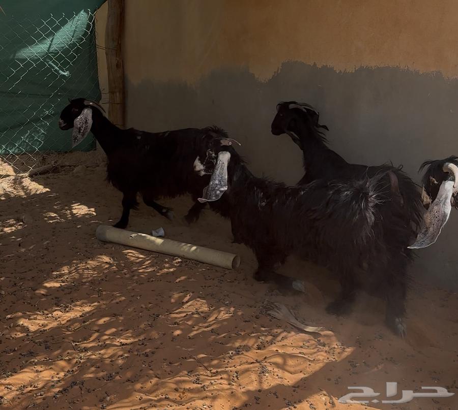 معزا عوارض ثنوات للبيع64556665086722112