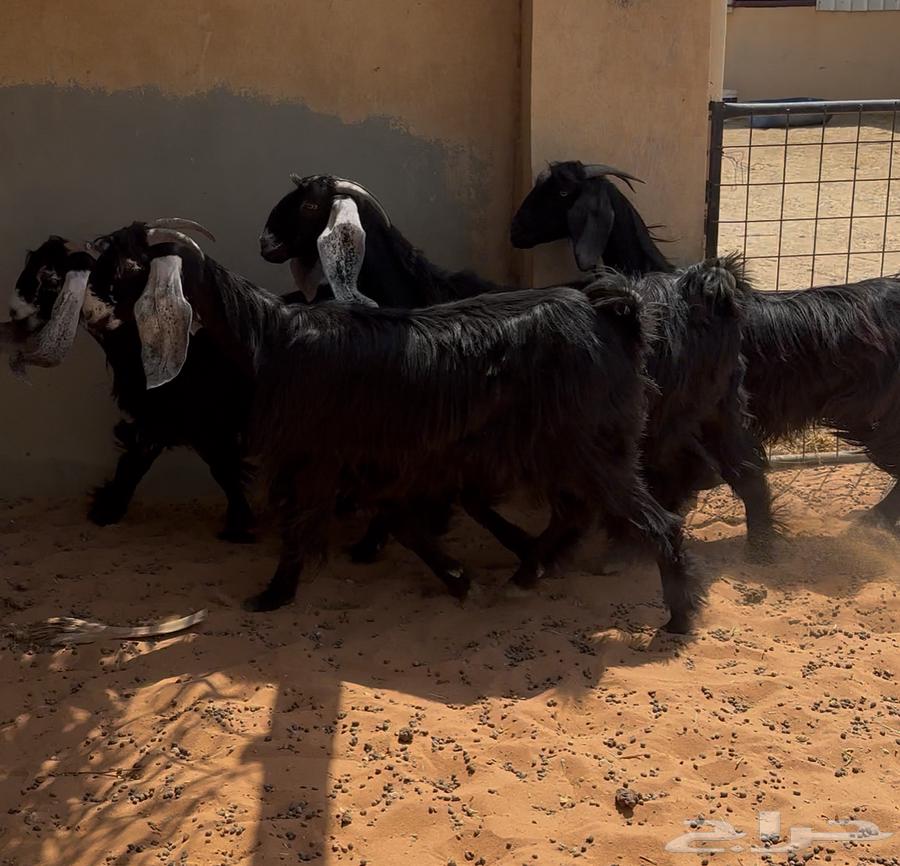 معزا عوارض ثنوات للبيع64556665086722114