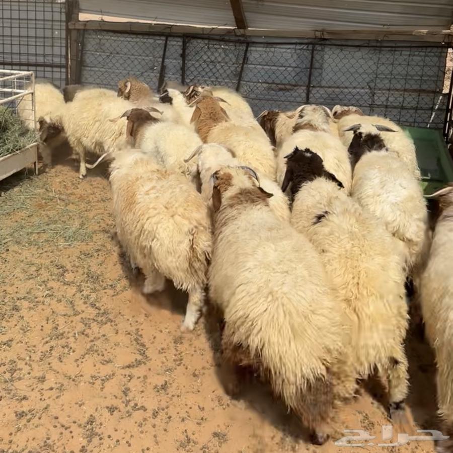 خرفان نعيم ( تم البيع )64555885320578110