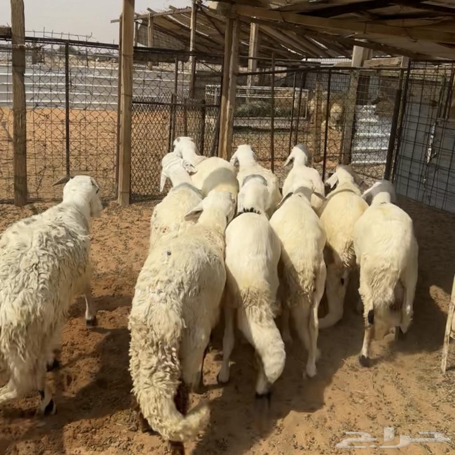 خرفان سواكن مرابي ( تم البيع )64558669768195110