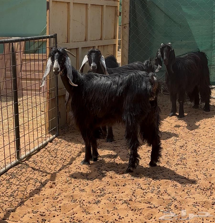 معزا عوارض ثنوات للبيع64556665086722110