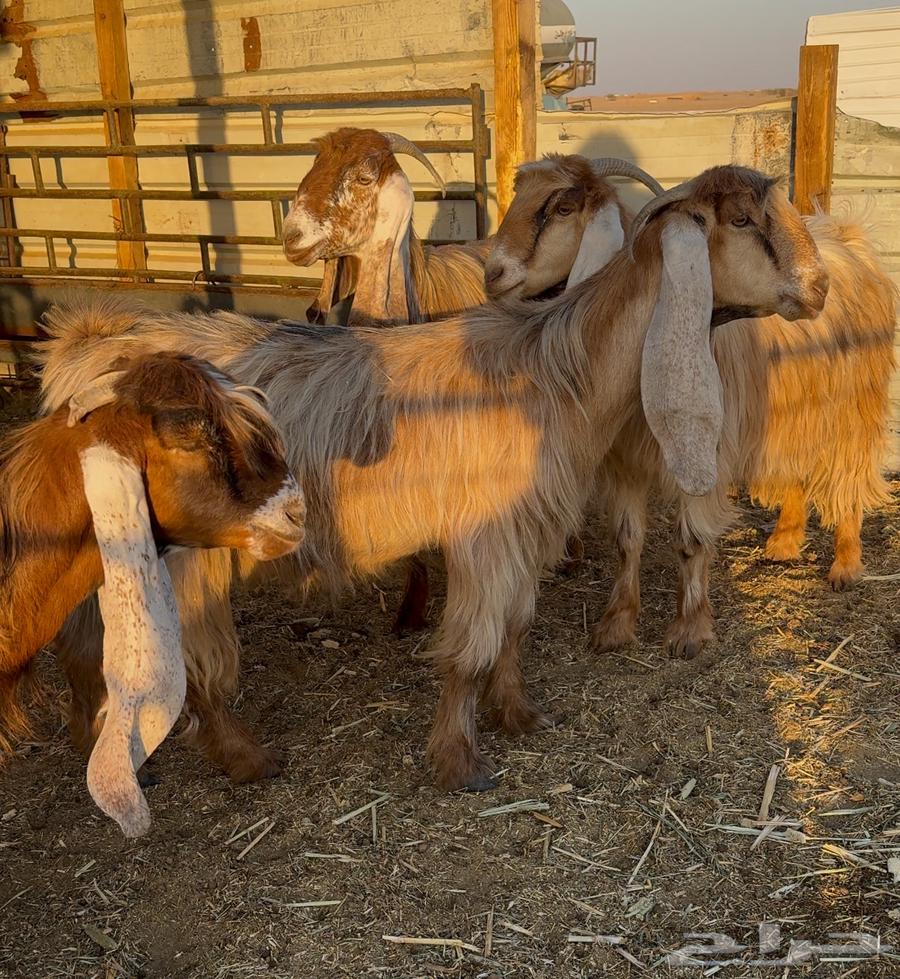 معزا عوارض صفر ( دفيع شرط )64559659568897111