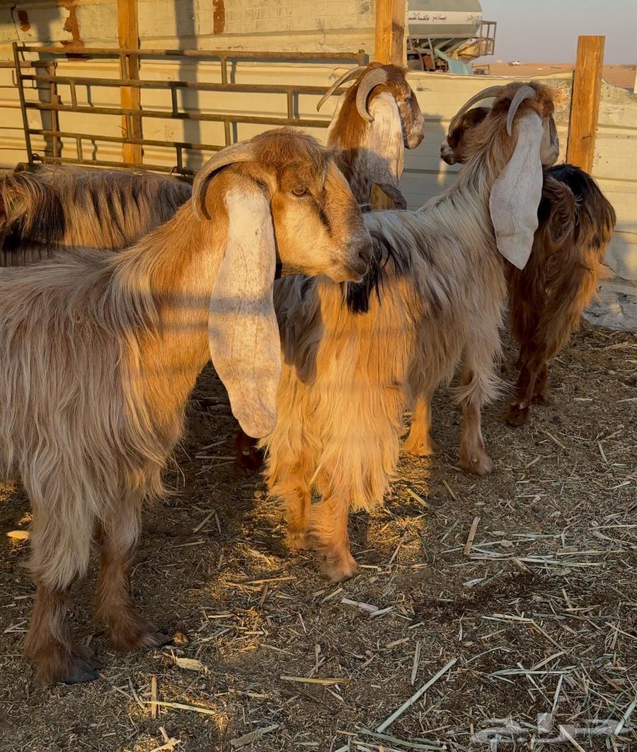 معزا عوارض صفر ( دفيع شرط )64559659568897113