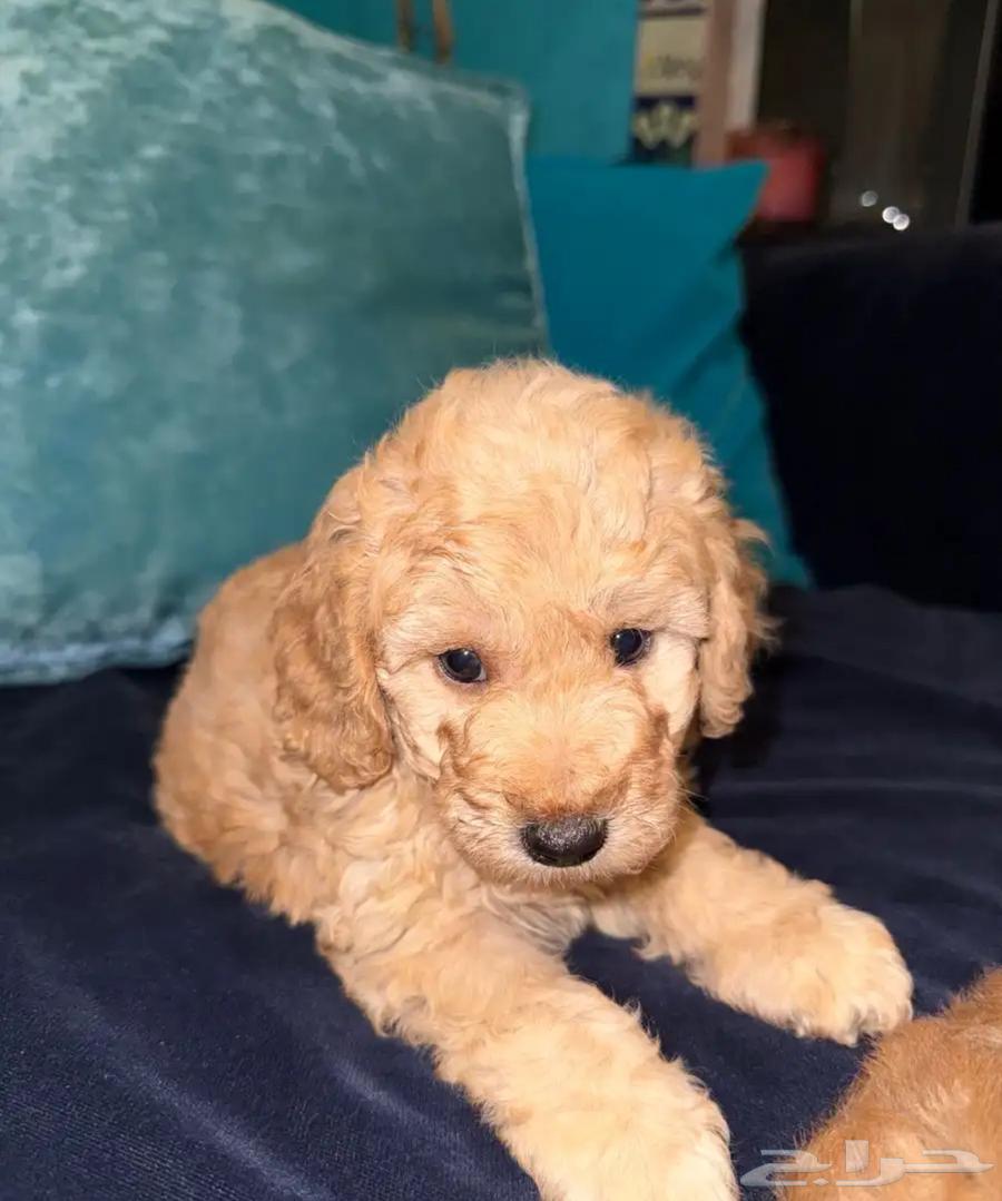 ايناث ذكور بيور بودل64558878238723110