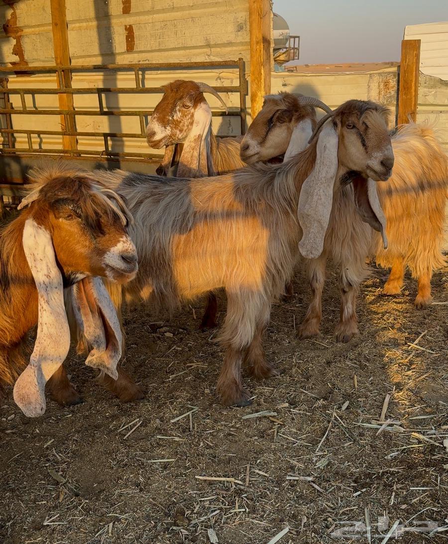 معزا عوارض صفر ( دفيع شرط )64559659568897114