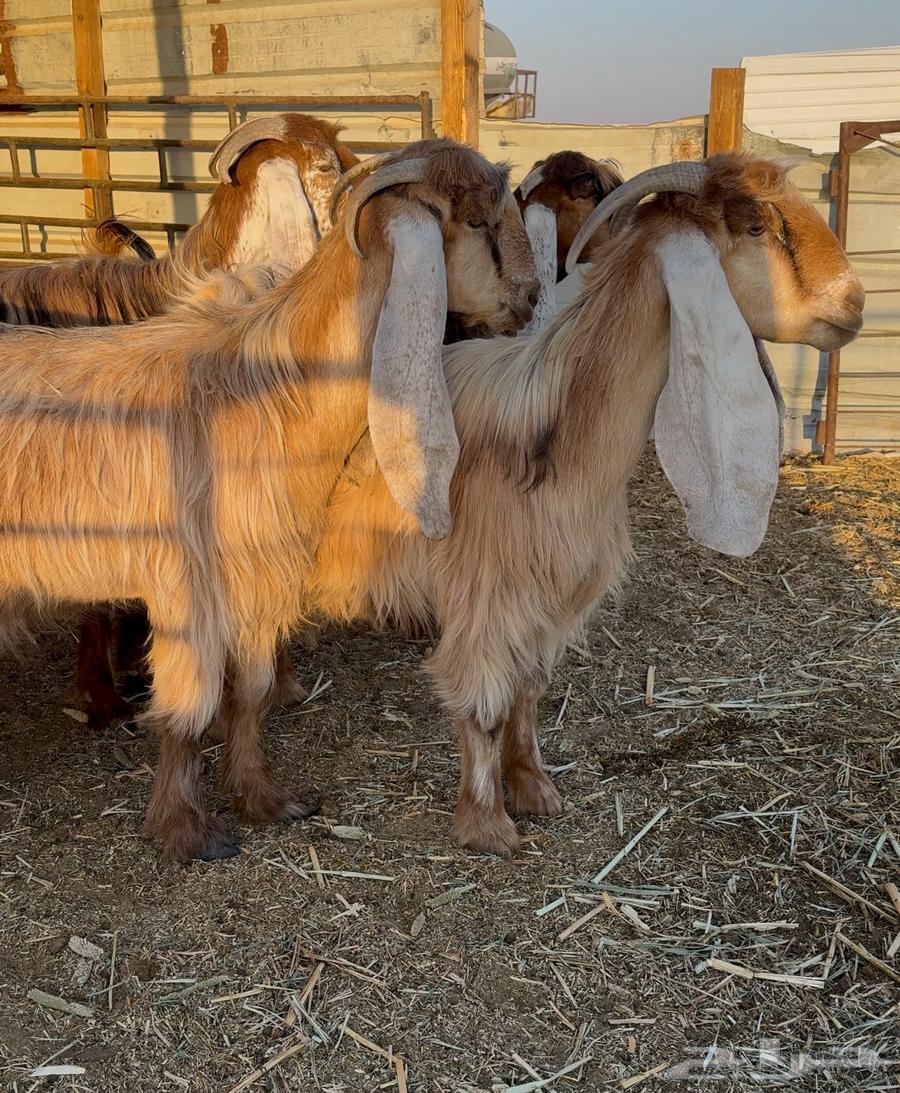 معزا عوارض صفر ( دفيع شرط )64559659568897112