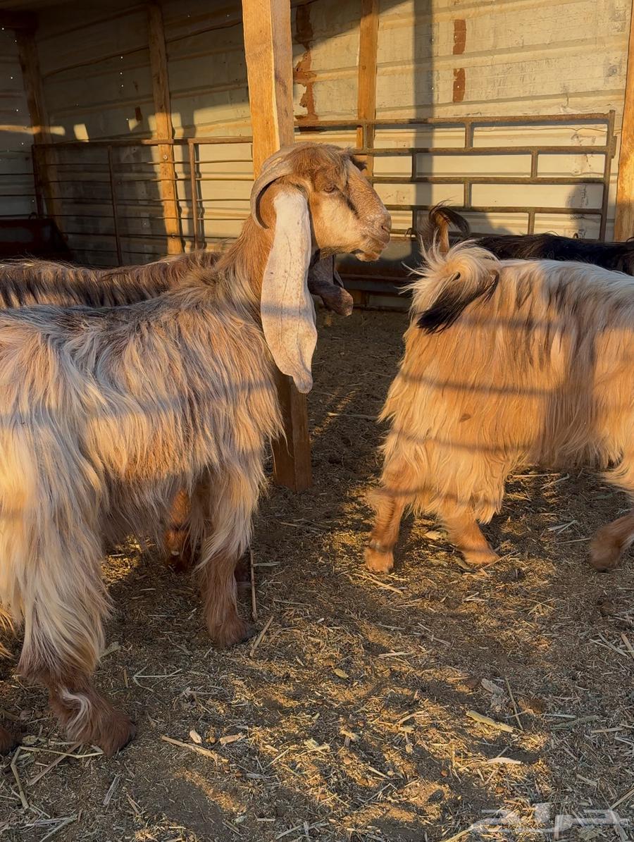 معزا عوارض صفر ( دفيع شرط )64559659568897110