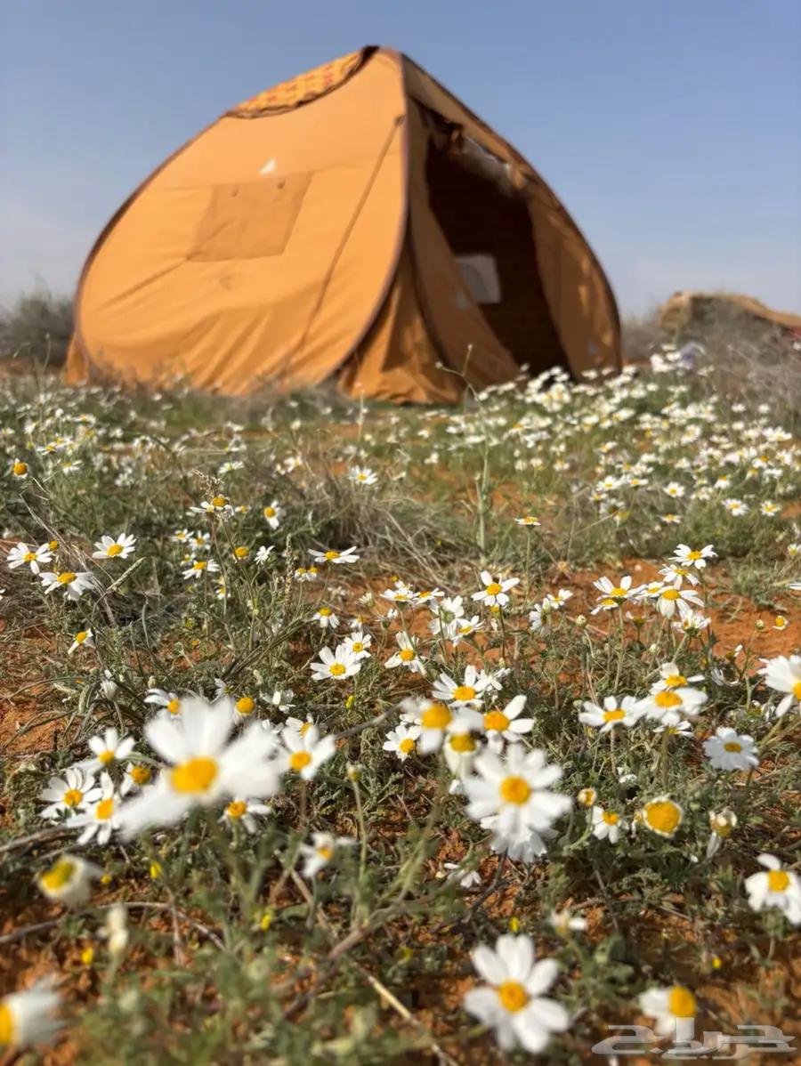 خيمة الشقردية وارد القاضي 3 364560136651395111