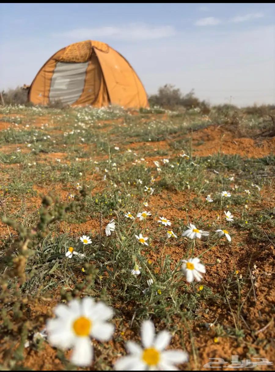 خيمة الشقردية وارد القاضي 3 364560136651395112