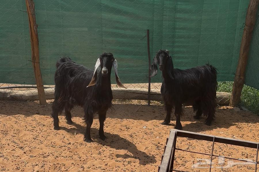 معزا عوارض ثنوات للبيع64556665086722111