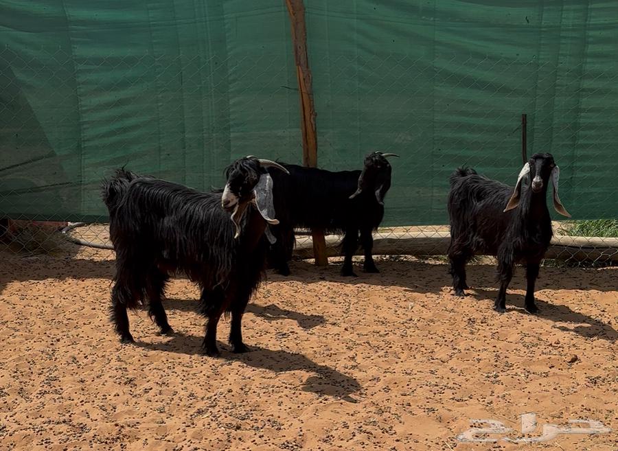 معزا عوارض ثنوات للبيع64556665086722113