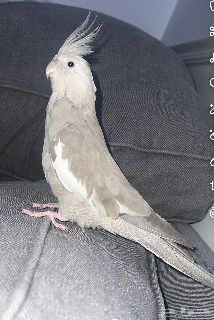 Crowan64561362003970110