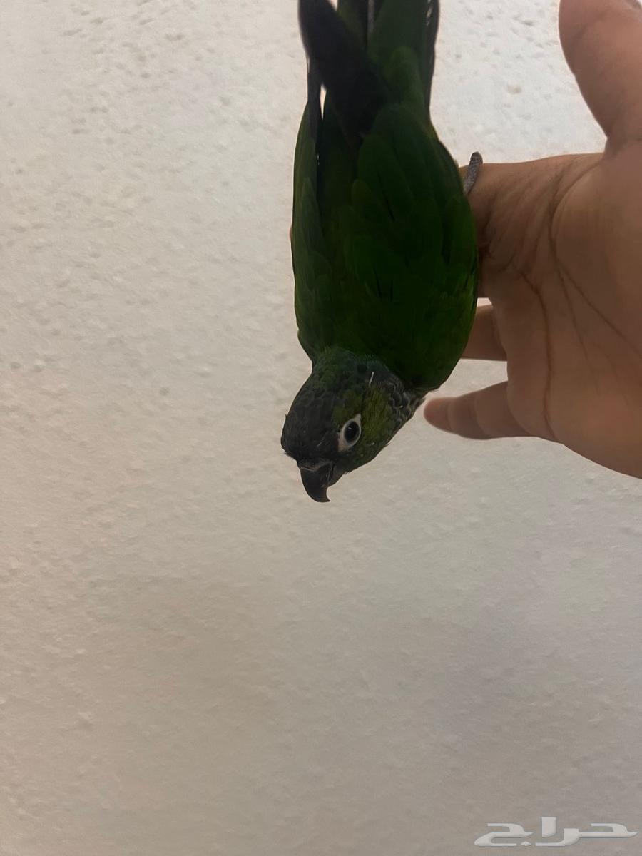 7-month-old green cheek conure, hand-fed, has internal threat and accepts full wiping64560346483075110