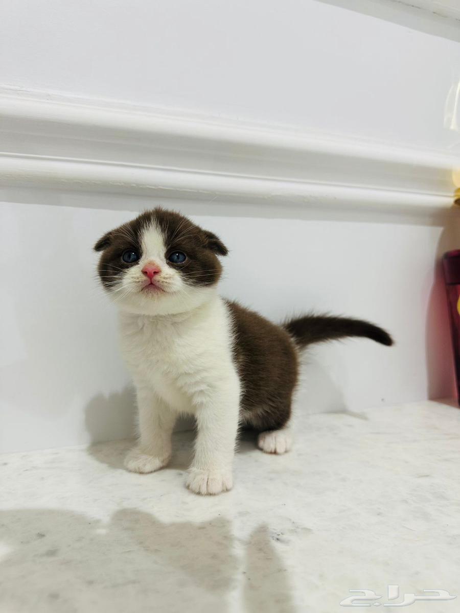 كيتن سكوتش للبيع64541321361283112