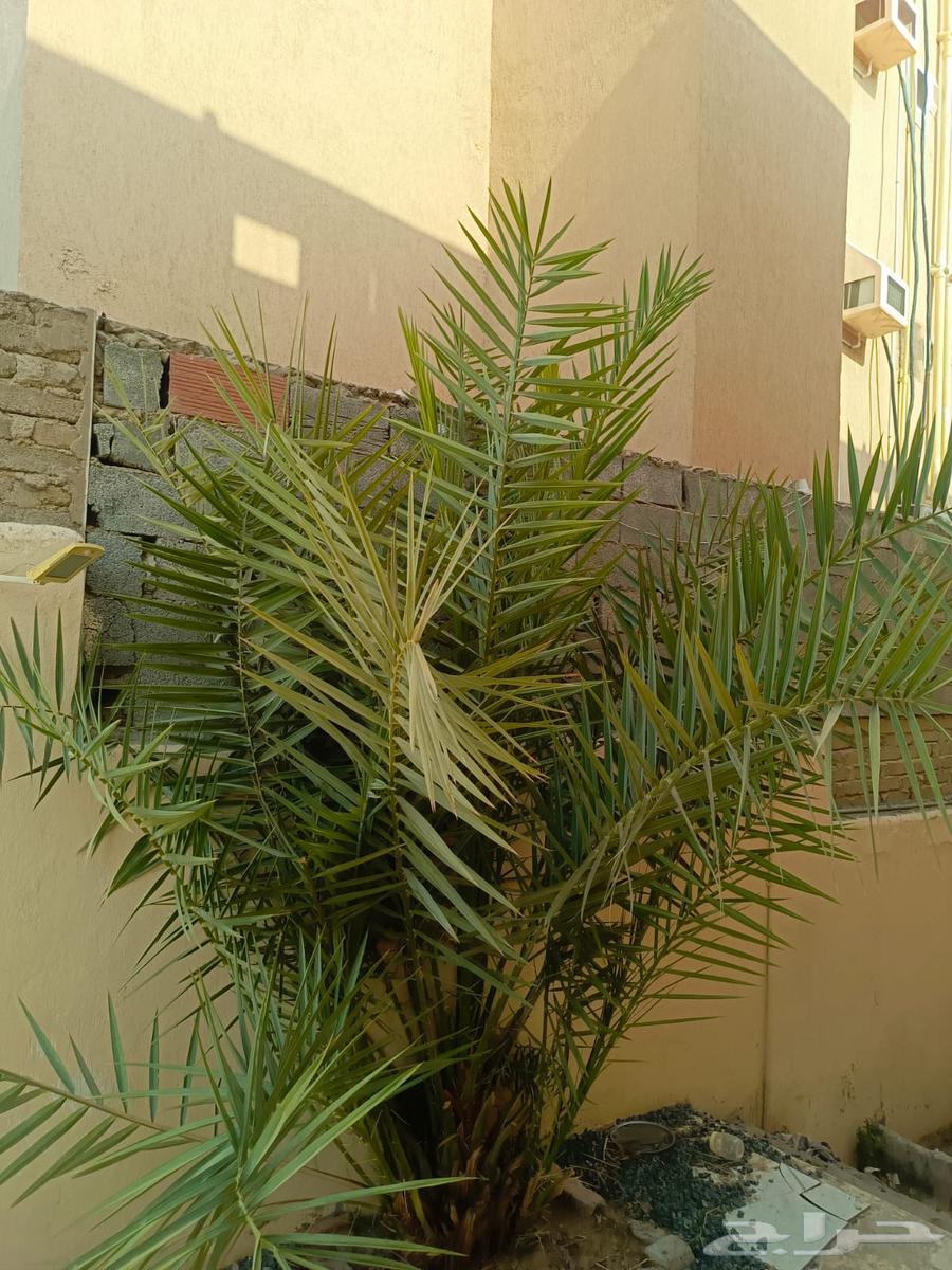 نخلتين للبيع صغيرة64555616676097111