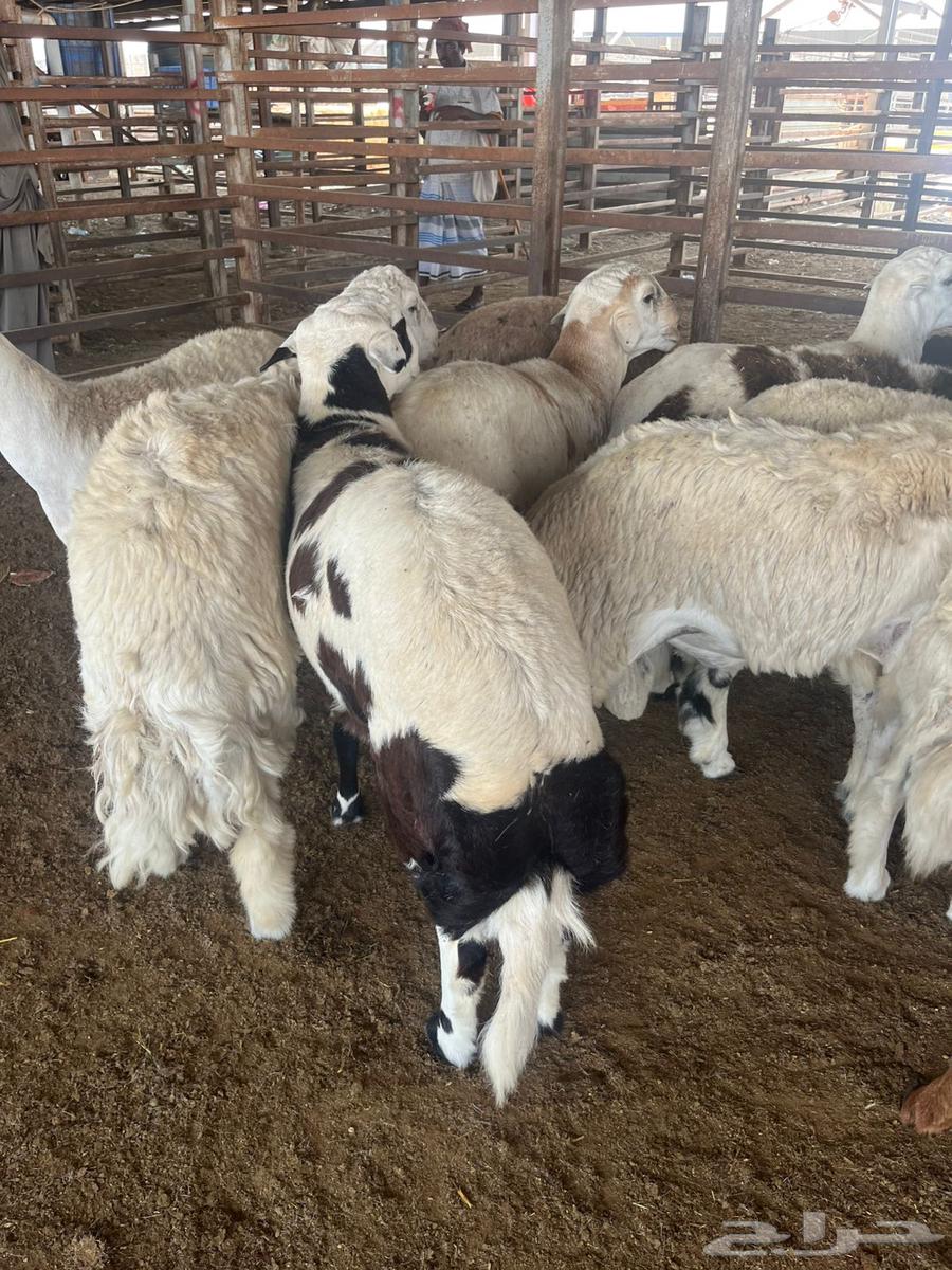 طليان جبره 14 راس64557865588737111