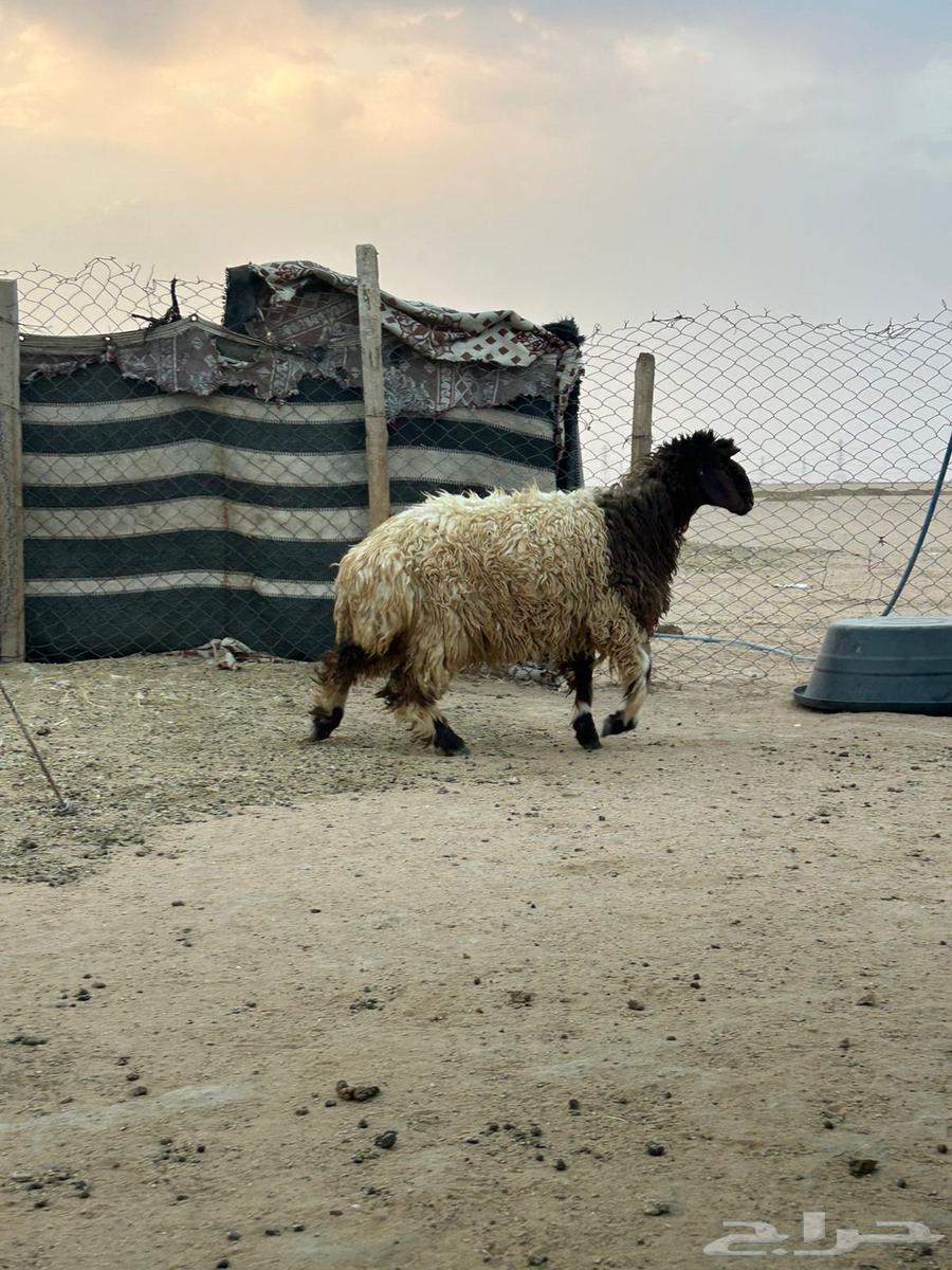 ذبيحه طيبه موجوده بالملحمة64561165542657111