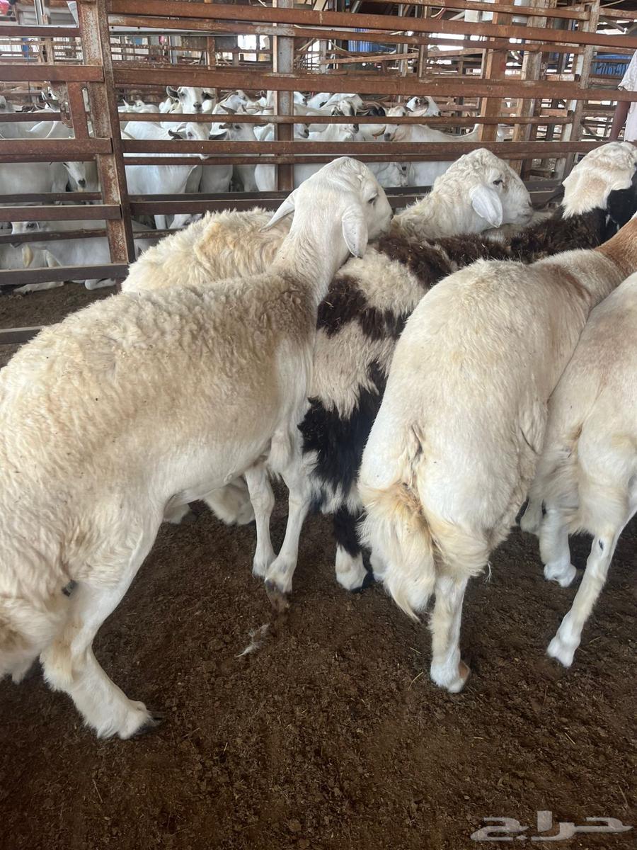 طليان جبره 14 راس64557865588737112