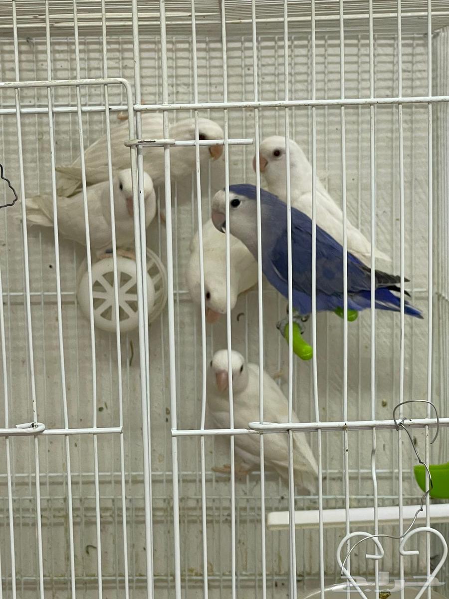 طيور روز محلله وجاهزه التصنيف ذكور واناث اللحبه 17064554160765955110