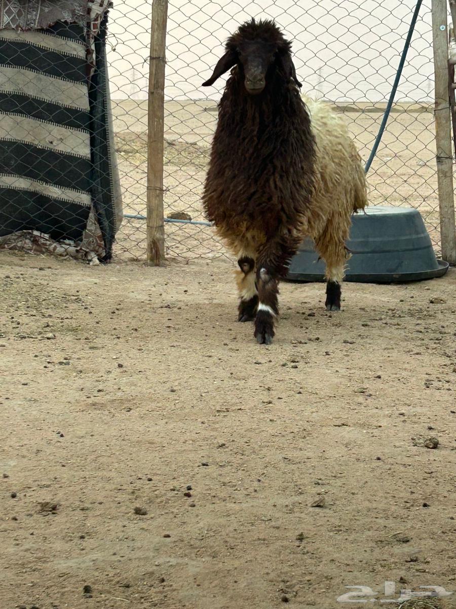 ذبيحه طيبه موجوده بالملحمة64561165542657110