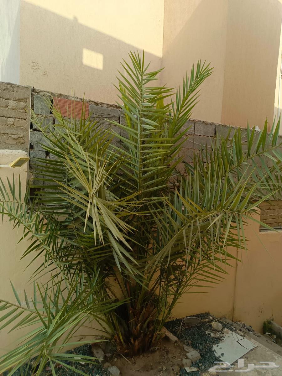 نخلتين للبيع صغيرة64555616676097112