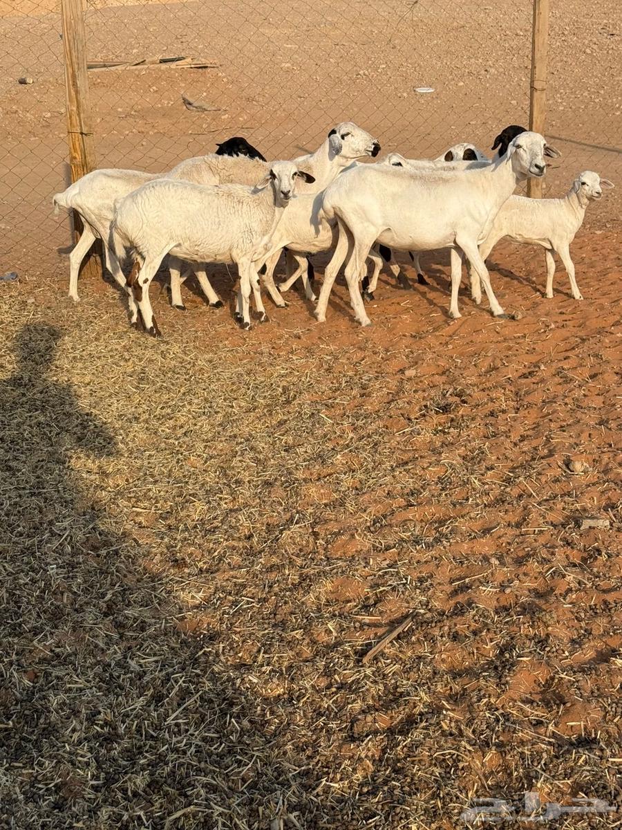 شياه بربريات64560332865538111