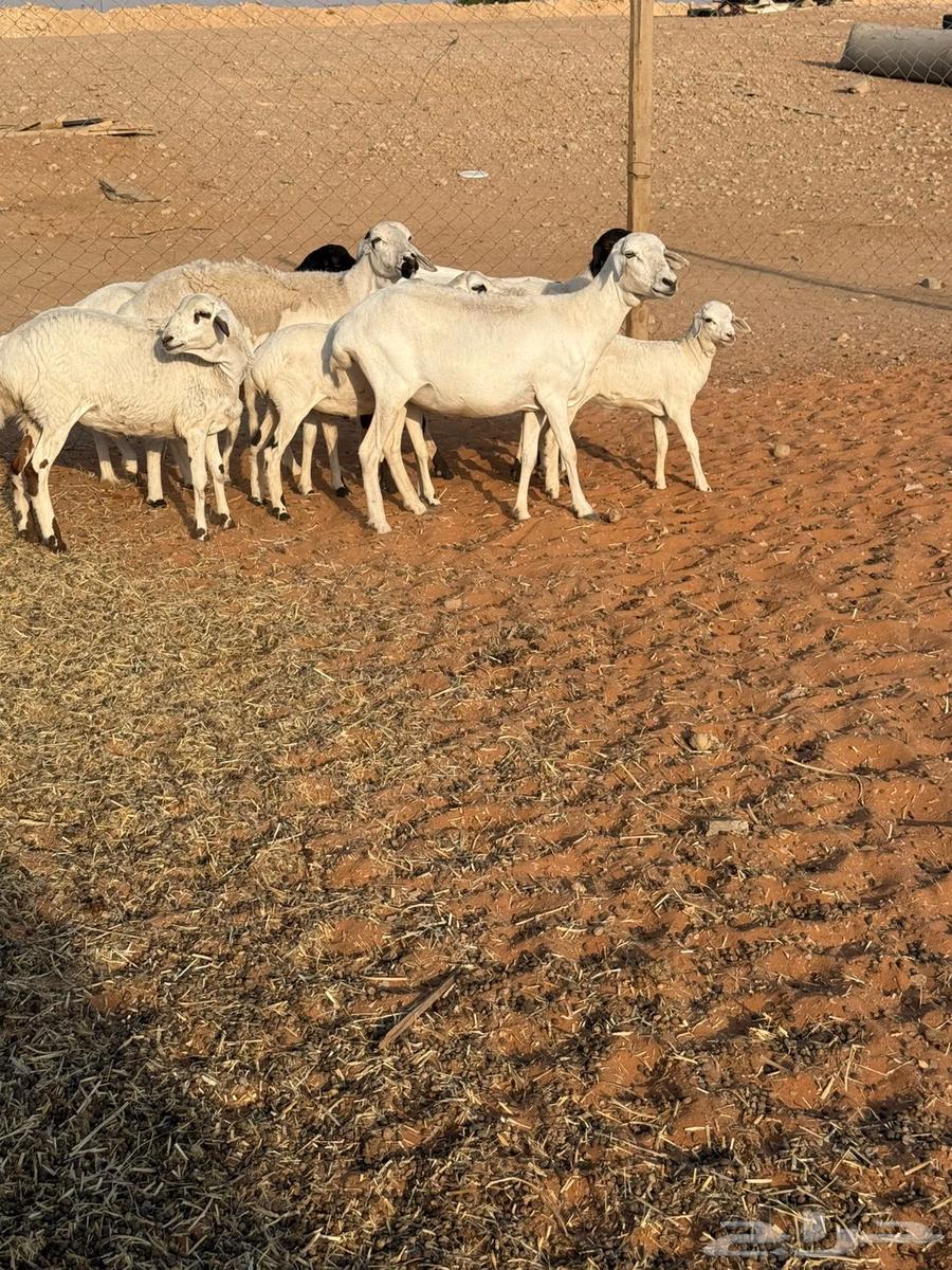 شياه بربريات64560332865538112