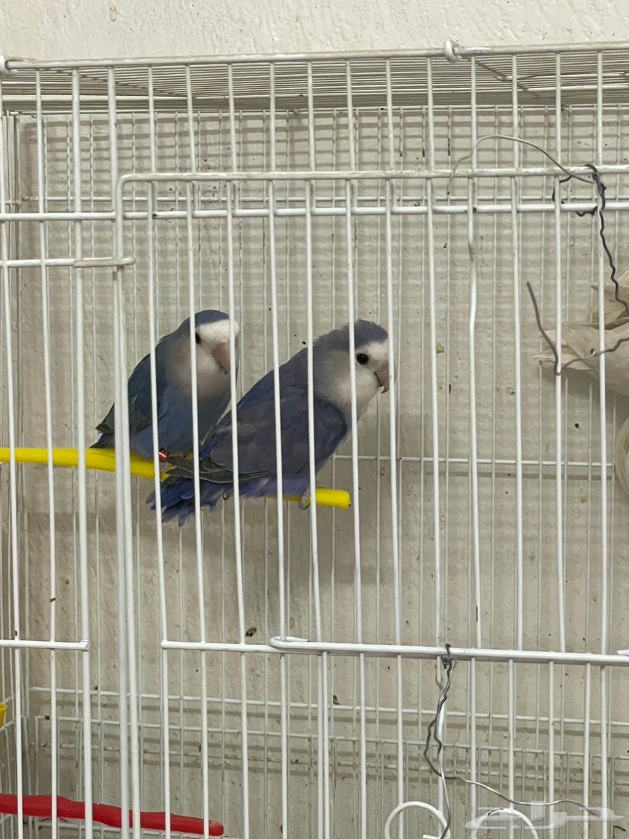 طيور روز محلله وجاهزه التصنيف ذكور واناث اللحبه 17064554160765955111