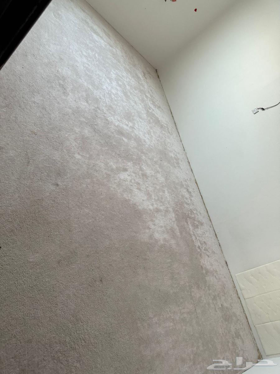 السجاد والبسط64553865314435113