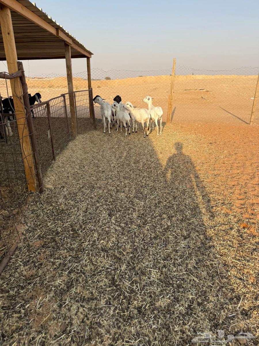 شياه بربريات64560332865538113