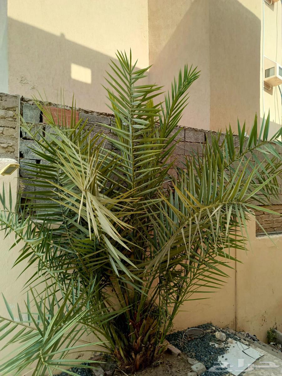 نخلتين للبيع صغيرة64555616676097114