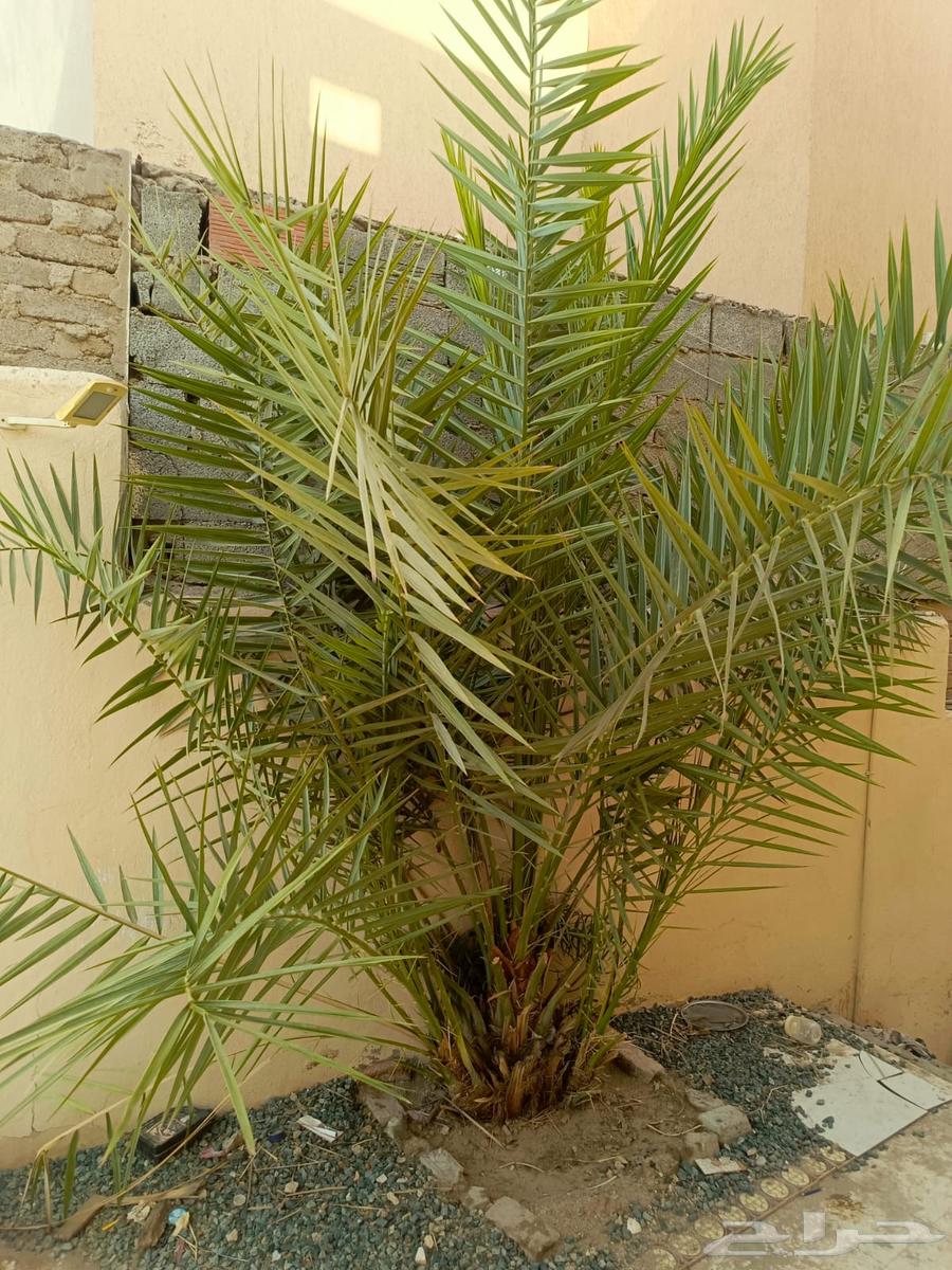 نخلتين للبيع صغيرة64555616676097113