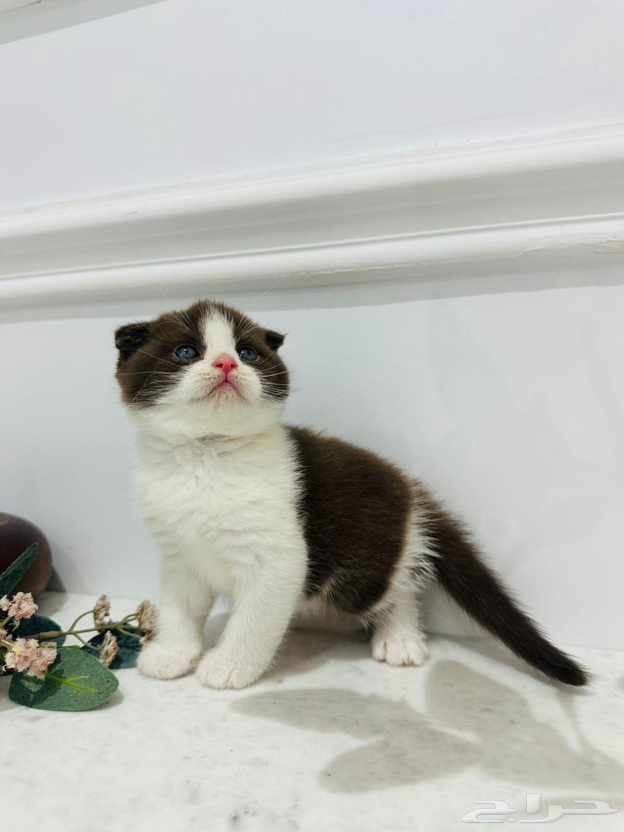 كيتن سكوتش للبيع64541321361283110