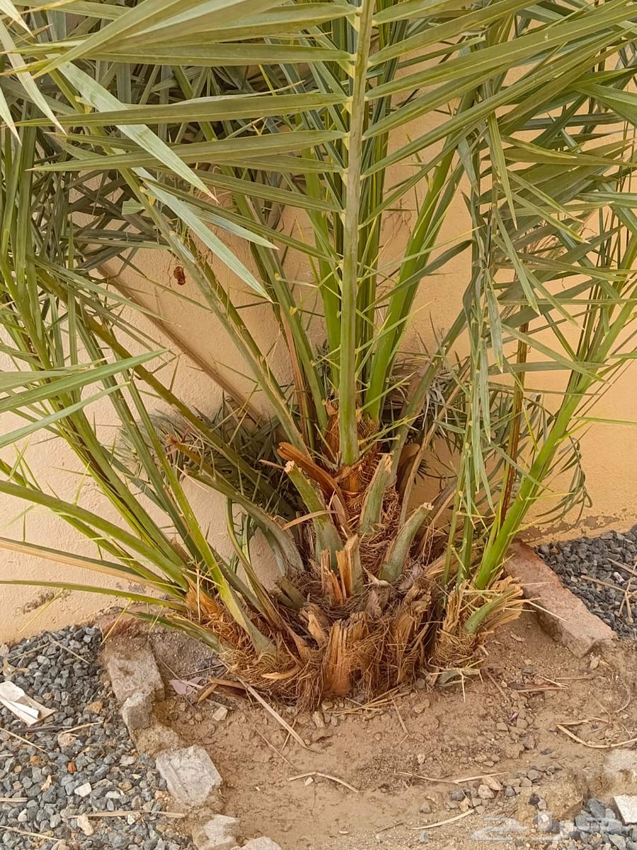 نخلتين للبيع صغيرة64555616676097110