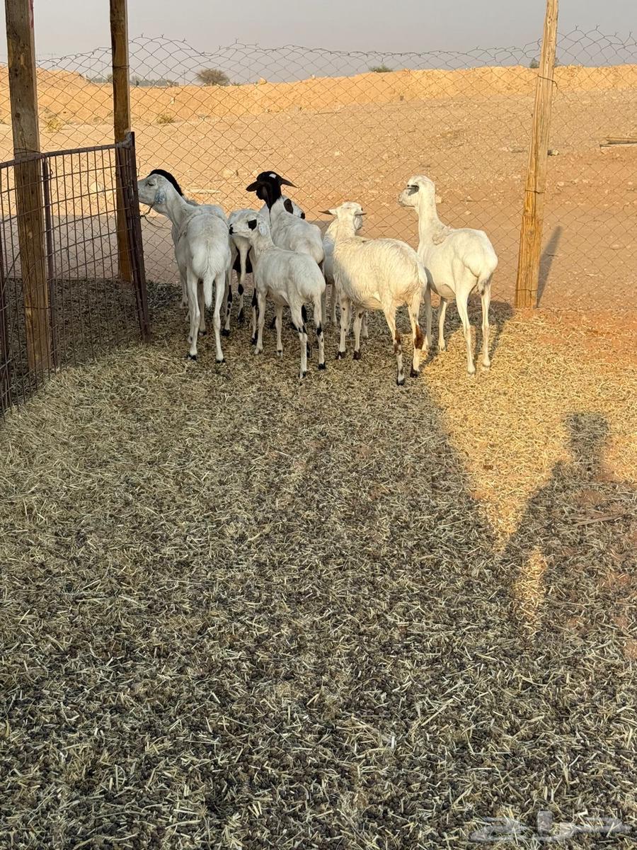 شياه بربريات64560332865538114