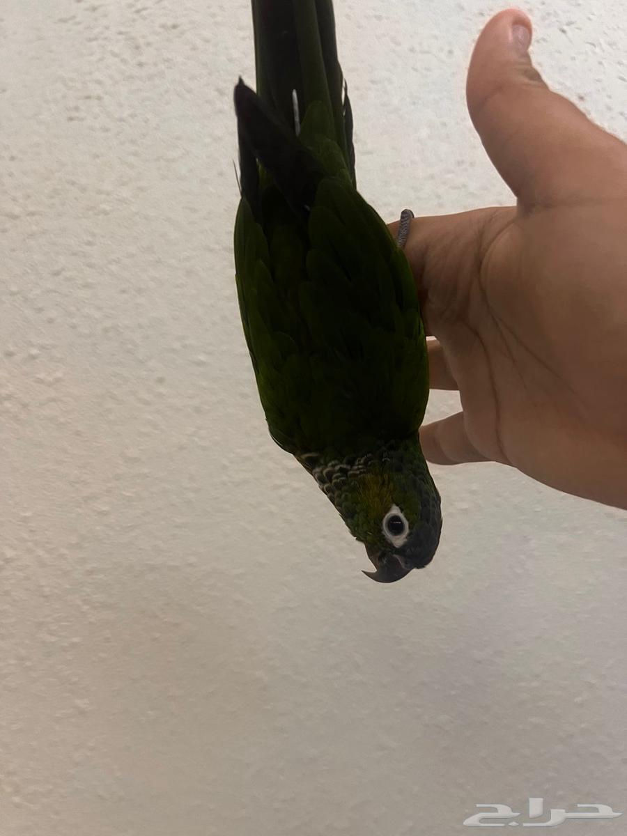 7-month-old green cheek conure, hand-fed, has internal threat and accepts full wiping64560346483075112