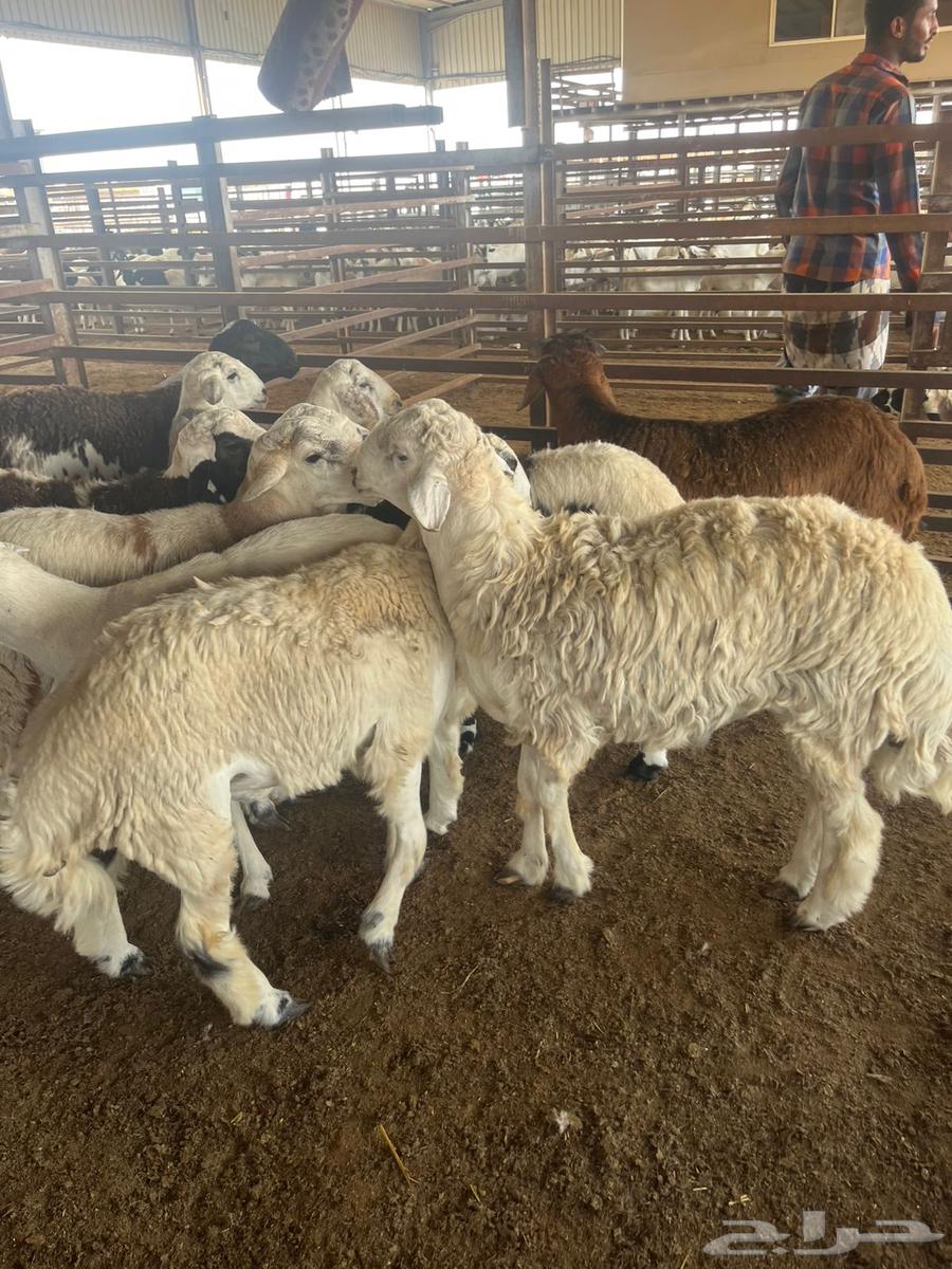 طليان جبره 14 راس64557865588737110