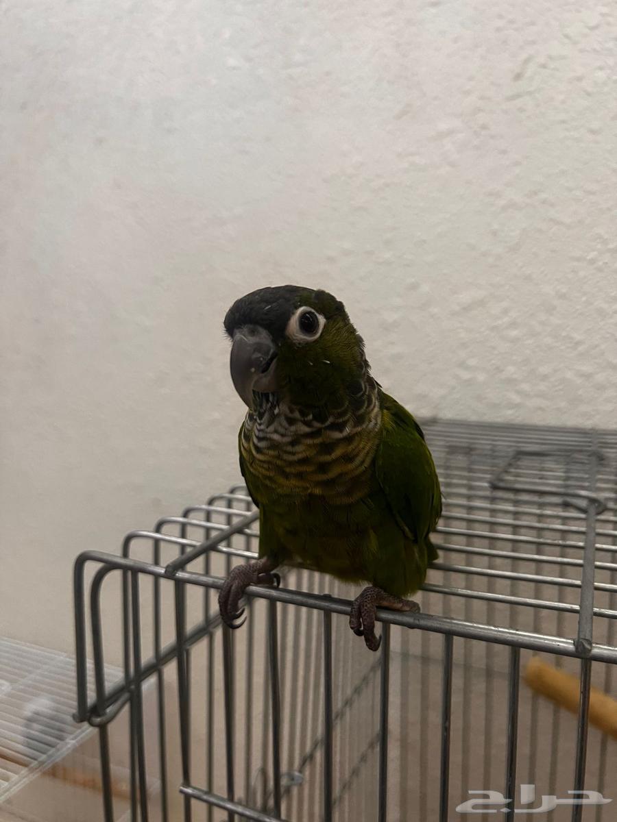 7-month-old green cheek conure, hand-fed, has internal threat and accepts full wiping64560346483075111