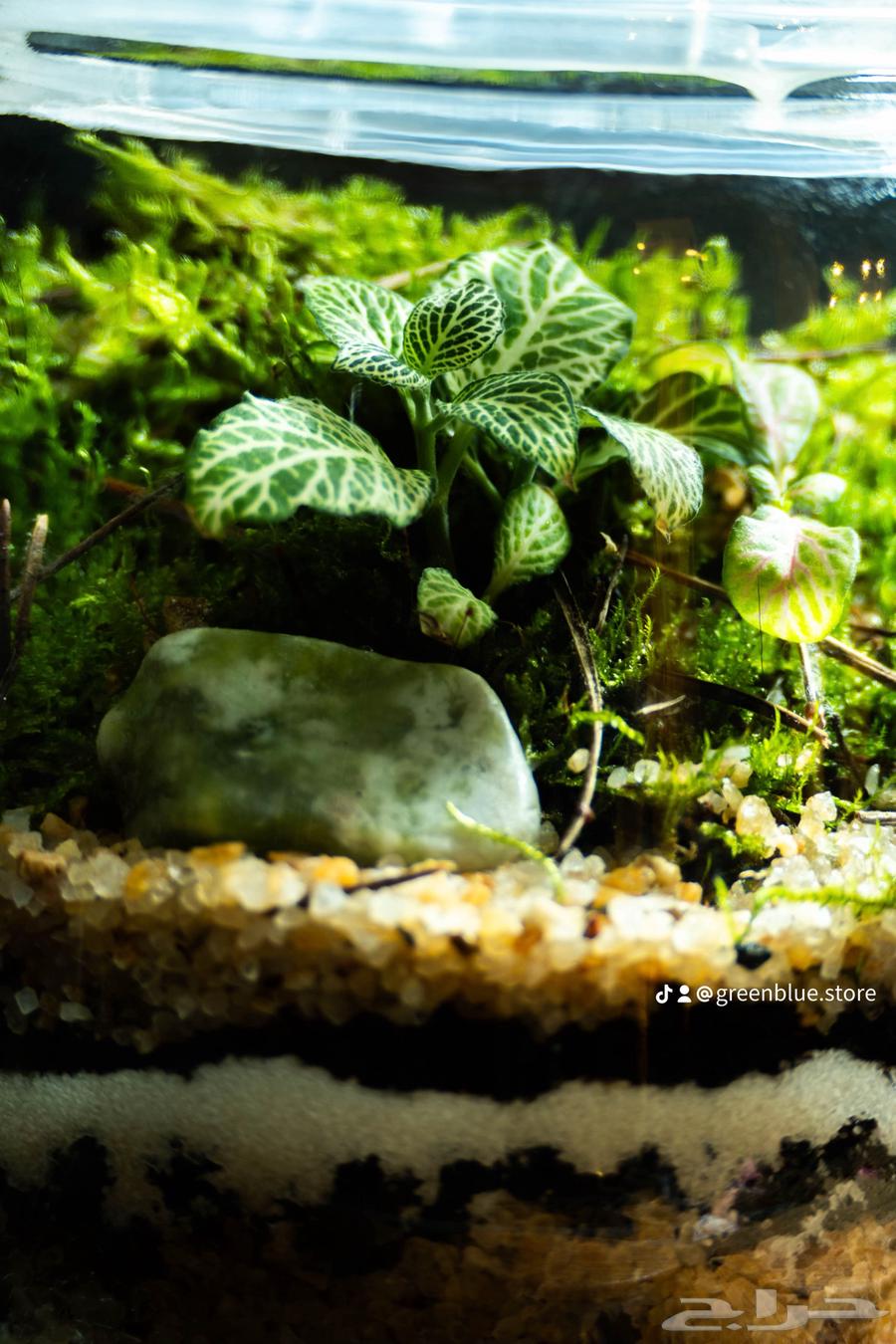 حوض تيراريوم طبيعي - عالم كامل داخل زجاجة64555082080385112