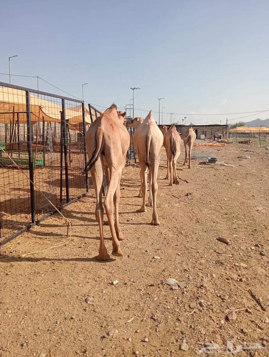 قعدان صومالي تربيه للزواجات والأعراس وتيوس بأسعار طيبه64554048550401112