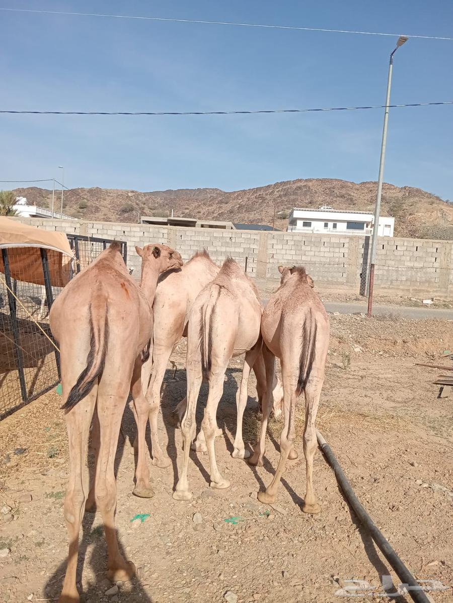 قعدان صومالي تربيه للزواجات والأعراس وتيوس بأسعار طيبه64554048550401110