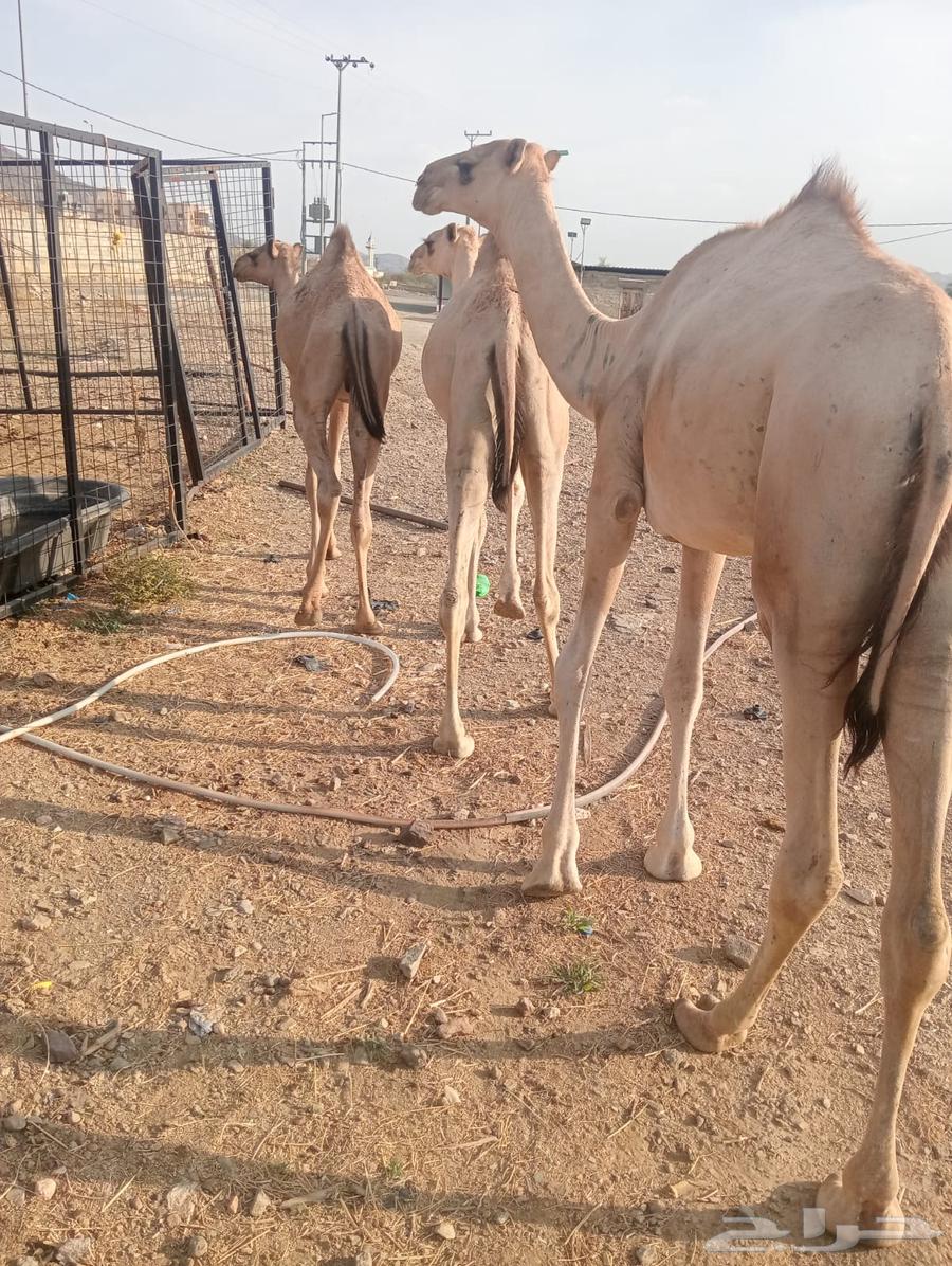 قعدان صومالي تربيه للزواجات والأعراس وتيوس بأسعار طيبه64554048550401113