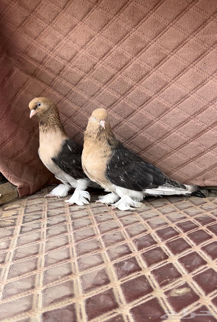 الاهل الفواخر والصنف الطيب جوز اورفلي فاخر64556356935554110